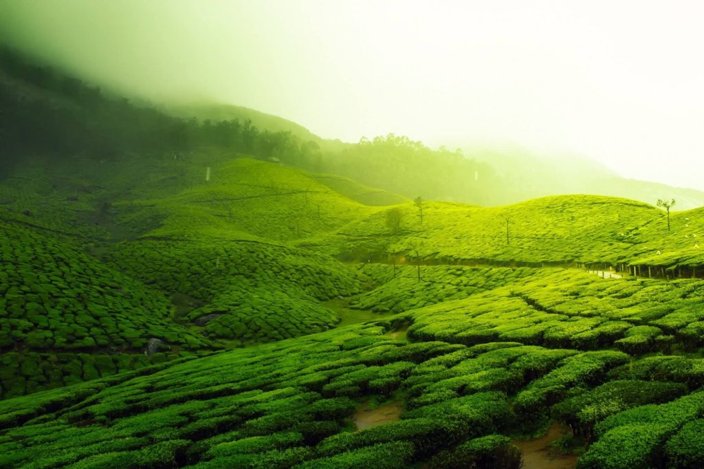 שדות התה במונאר