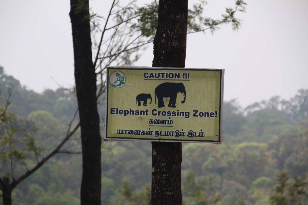 שלט באזור מונאר (דרום הודו) המתריע על אזור בו עוברים פילי בר. מסוכן כשאף אחד לא התעלל בהם...
